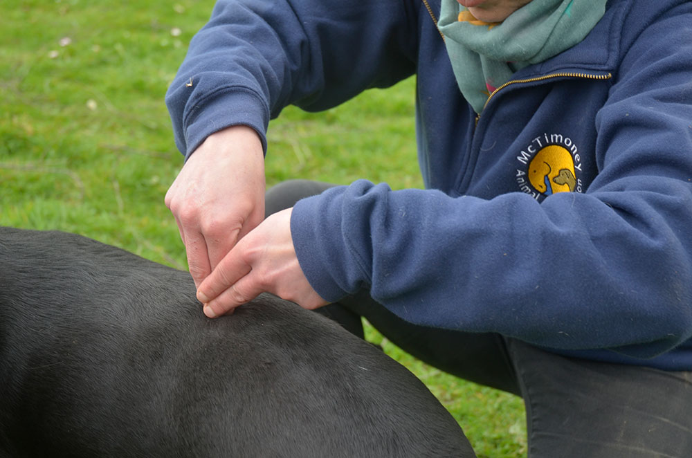 McTimoney dog chiropractor northumberland
