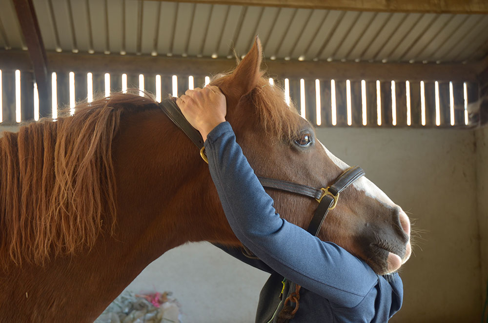 McTimoney horse chiropractor Northumberland